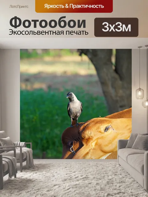 Фотообои Корова