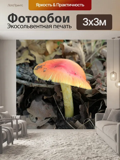 Фотообои Оранжевый гриб Amanita в листьях
