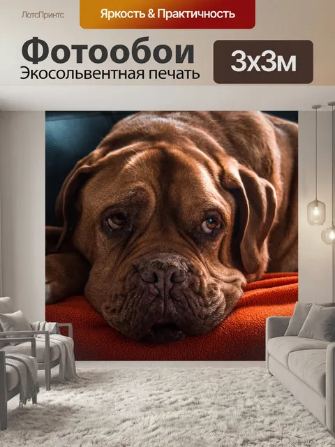 Фотообои Собака