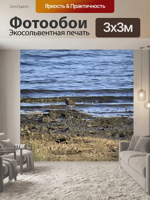 Фотообои Птица
