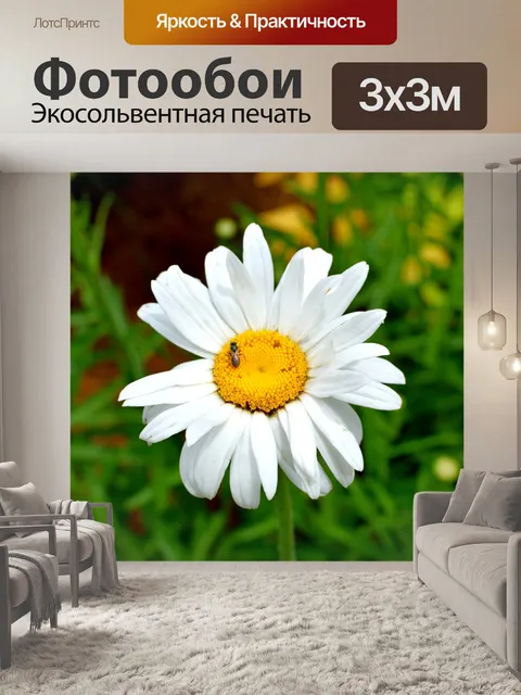 Фотообои Белый фон ромашки
