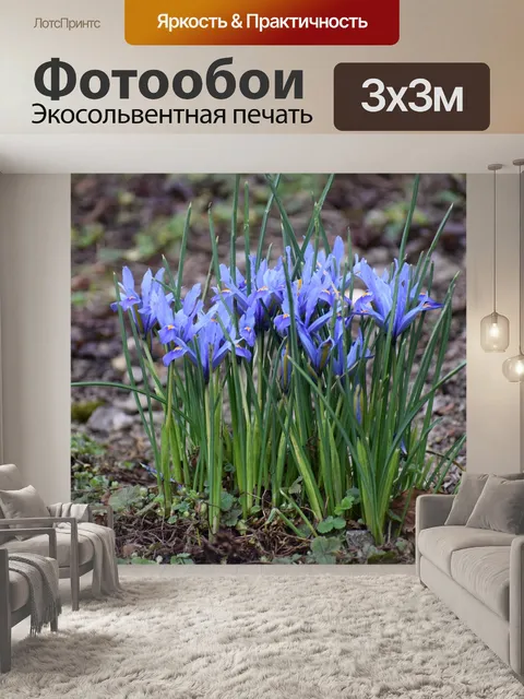 Фотообои Ирис
