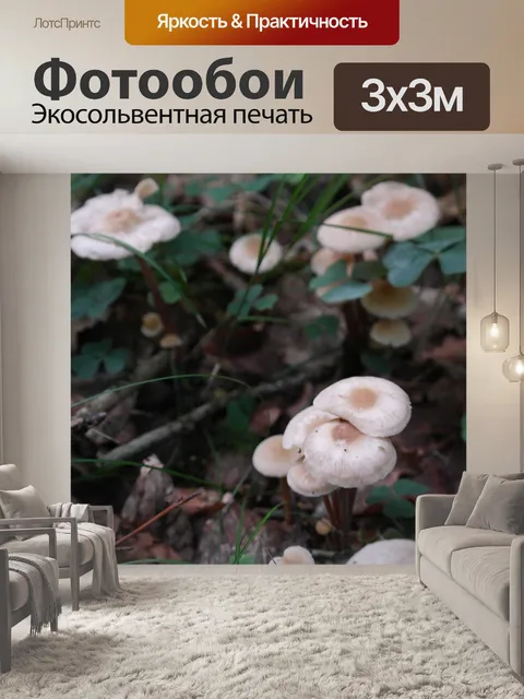 Фотообои Грибы