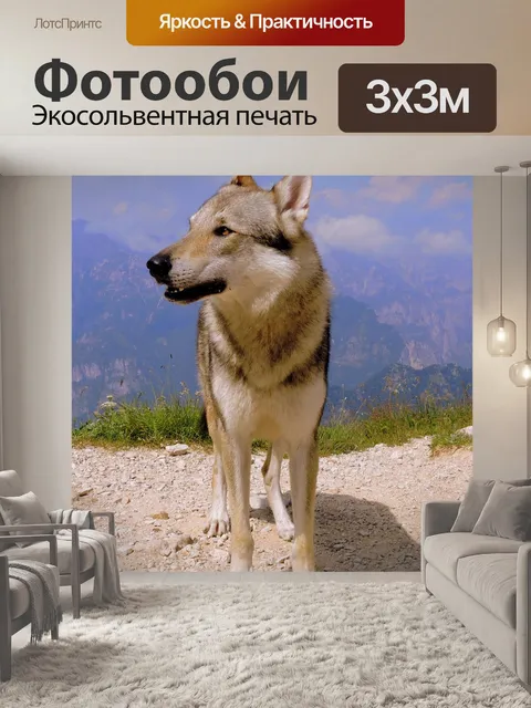 Фотообои Собака