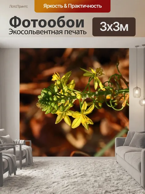 Фотообои желтые цветы и бутоны бульбинеллы