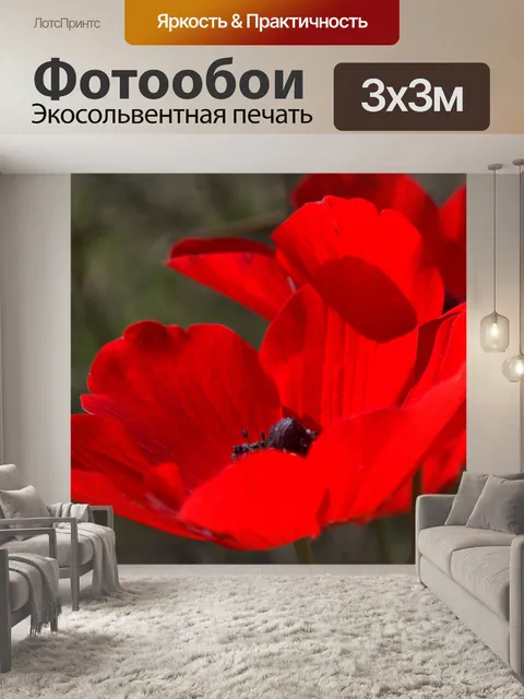 Фотообои Красные лепестки полевого цветка