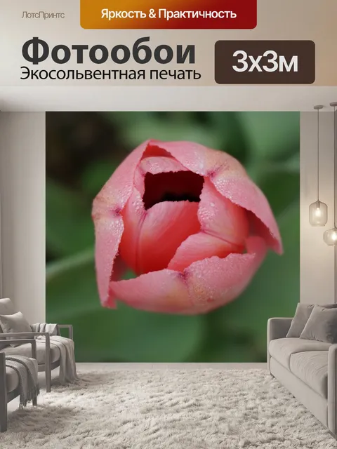 Фотообои Тюльпан