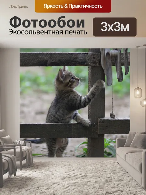 Фотообои Кот