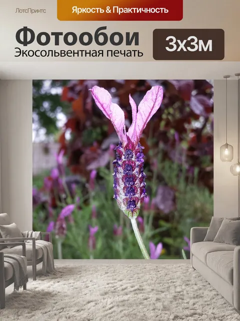 Фотообои Лаванда