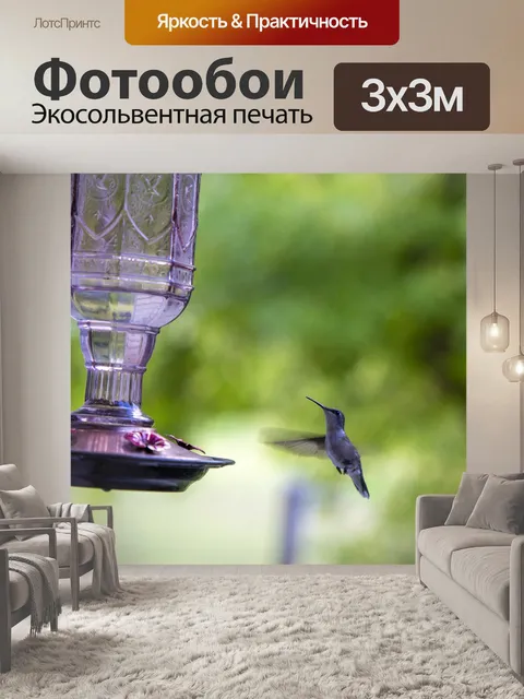 Фотообои Колибри