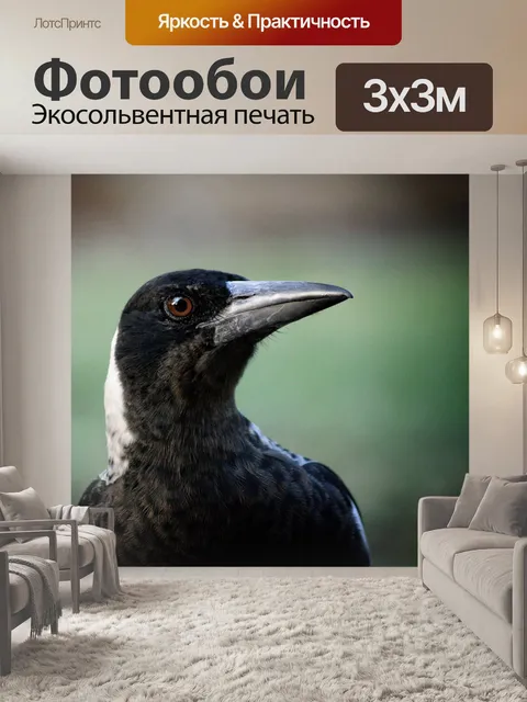 Фотообои Сорока
