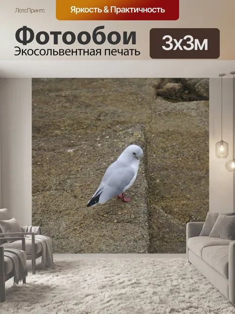 Фотообои Чайка смеется над землей