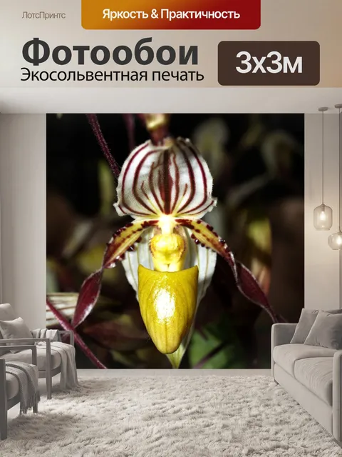 Фотообои Фото цветка орхидеи