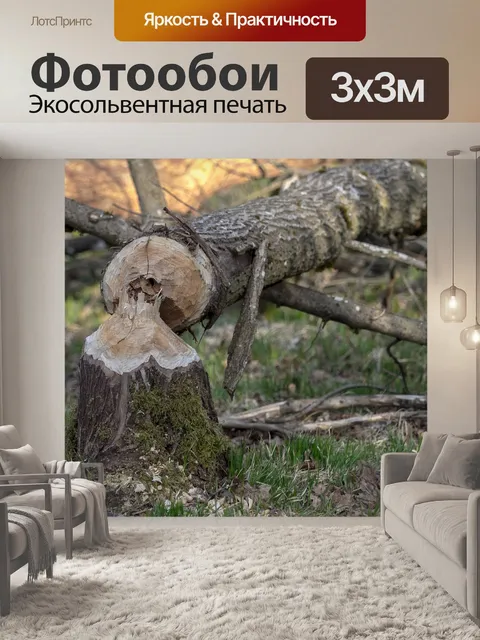 Фотообои Бобр