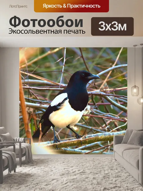 Фотообои Сорока