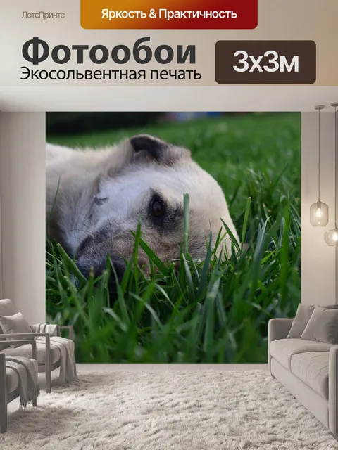 Фотообои Родился