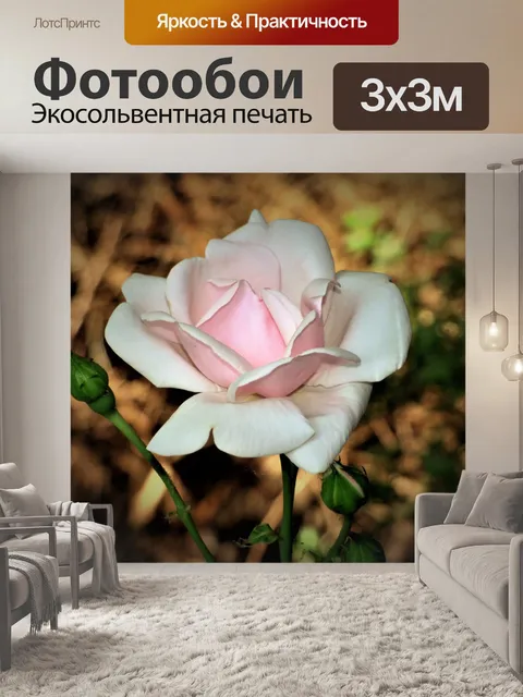 Фотообои Роза