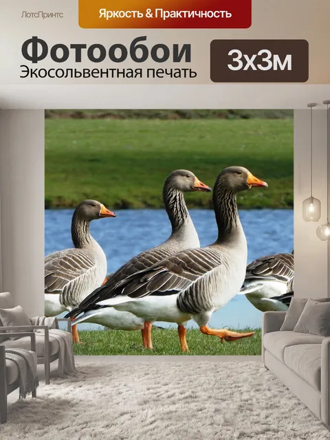 Фотообои Гуси