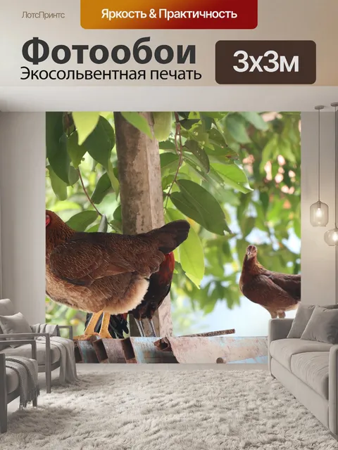 Фотообои Куры