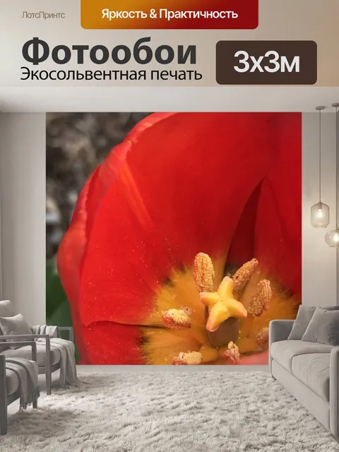 Фотообои Тюльпаны