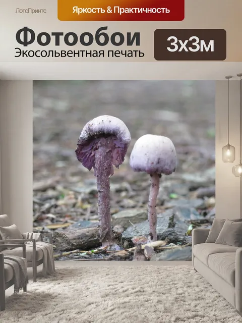 Фотообои Гриб