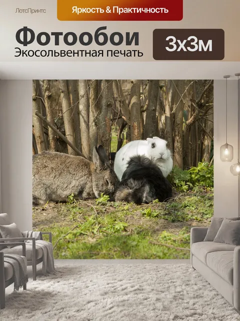 Фотообои Кролик