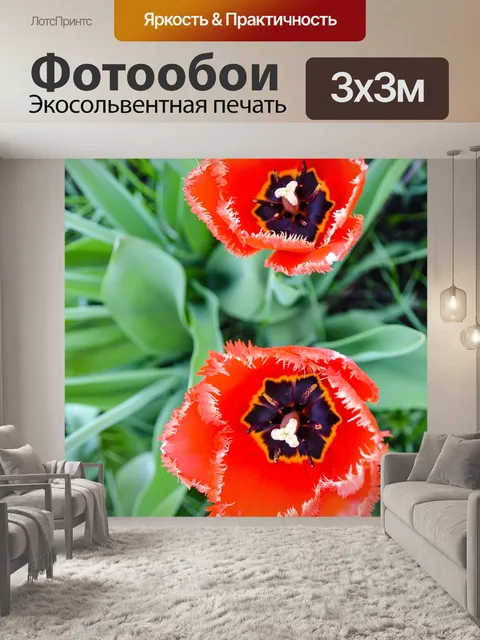 Фотообои Тюльпан
