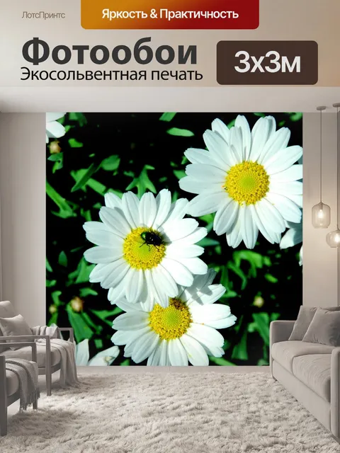 Фотообои Ромашки