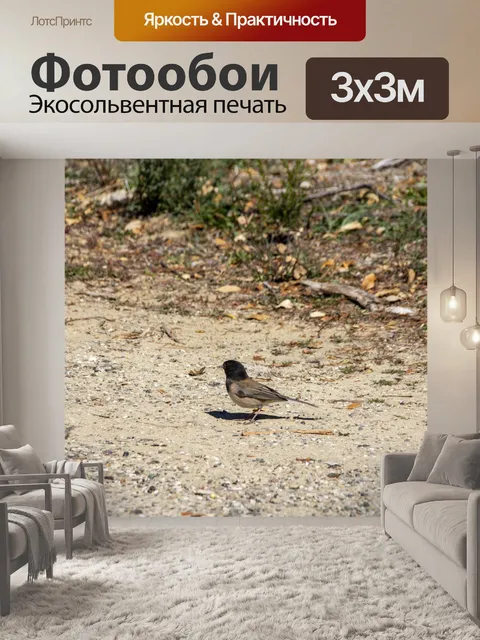 Фотообои темноглазый юнко
