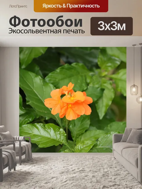 Фотообои Оранжевый цвет кроссандры