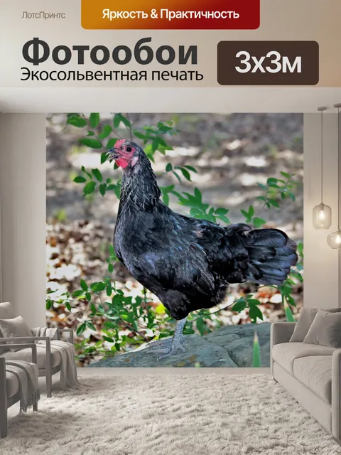 Фотообои Черный цыпленок, стоящий на скале