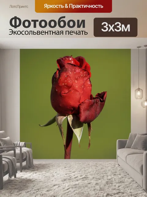 Фотообои Роза