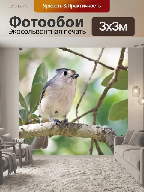 Фотообои Птица