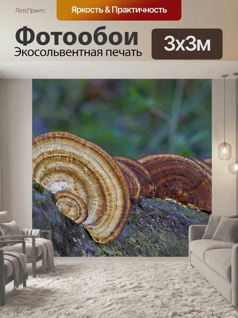 Фотообои Гриб