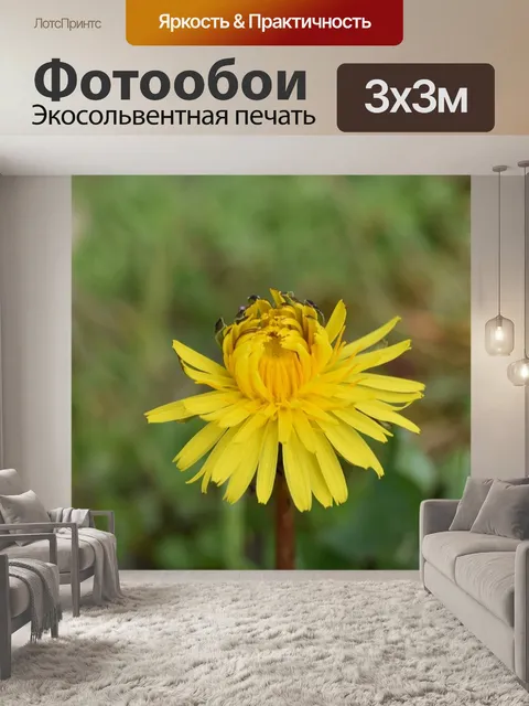 Фотообои Цветок одуванчика