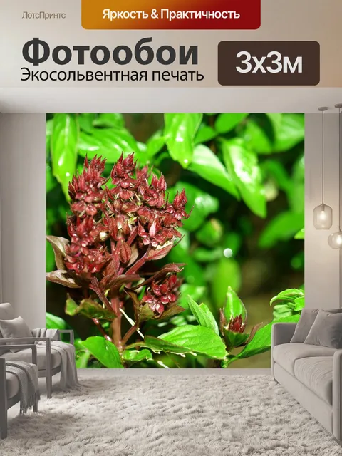 Фотообои Свежие листья базилика