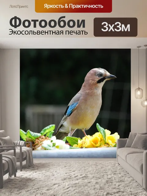 Фотообои Джей