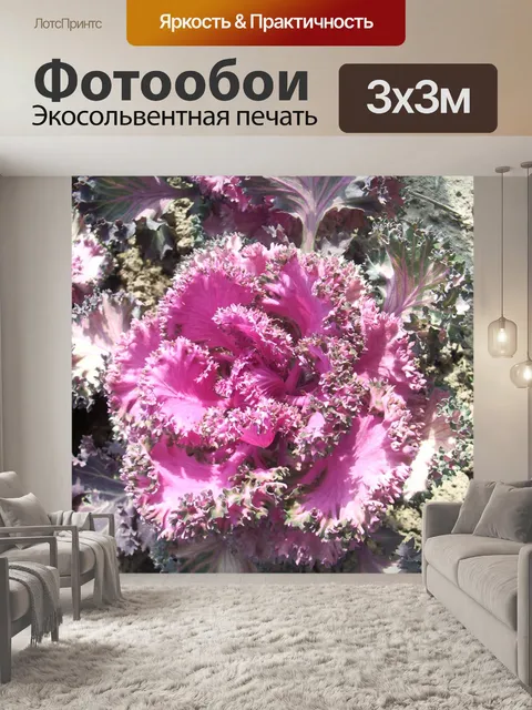 Фотообои Декоративная капуста