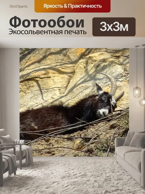 Фотообои Отдых горного козла