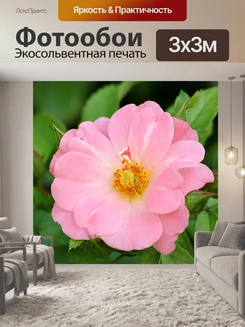 Фотообои Мягкая розовая роза крупным планом