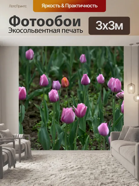 Фотообои Тюльпаны