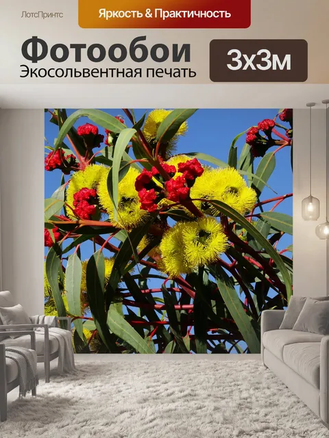 Фотообои Цветок эвкалипта