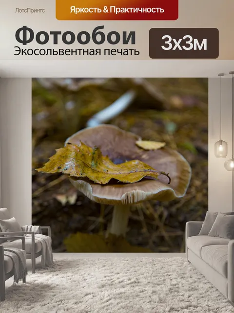Фотообои грибы