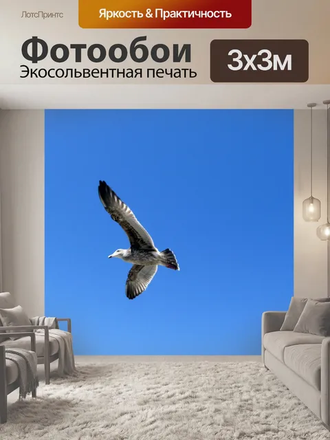 Фотообои Полет Чайка