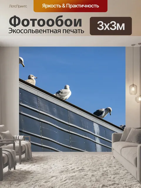 Фотообои сидящие чайки