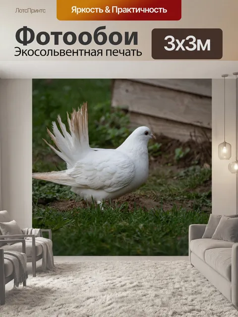 Фотообои Белый причудливый голубь, веерохвостый г