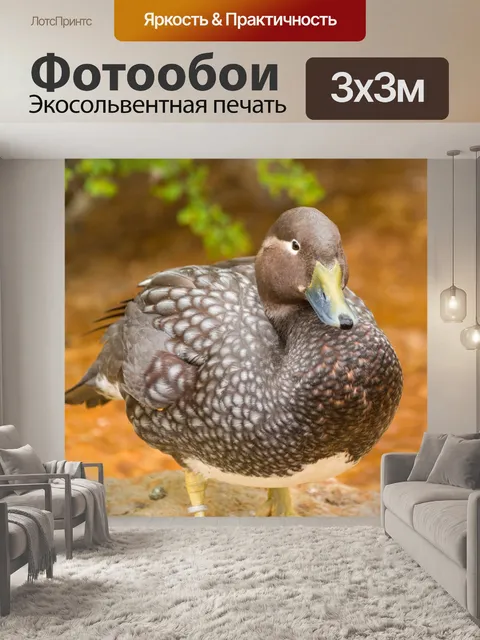 Фотообои Коричневая пятнистая утка