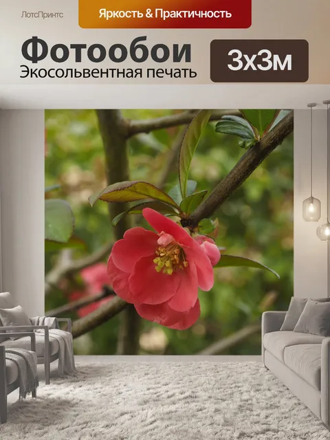 Фотообои Цветы