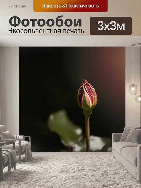 Фотообои Роза