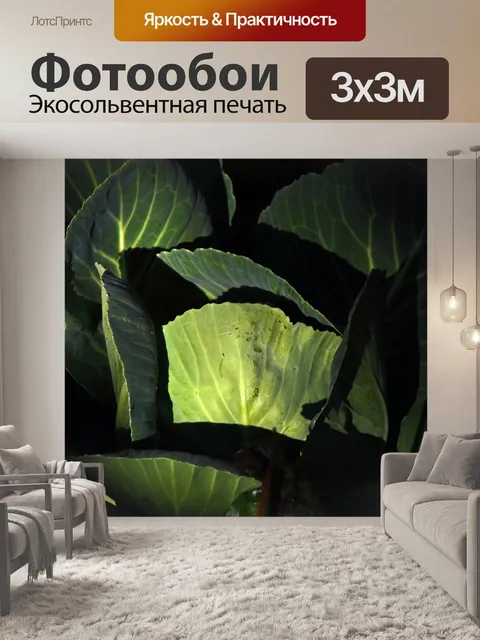 Фотообои свет на наружных листьях капусты